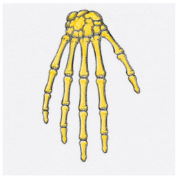 Zeichnung der mumifizierten Hand